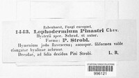 Lophodermium pinastri image